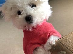 -瑞派康怡24h宠物医院·犬猫医疗中心·微创绝育(瑞景分院)