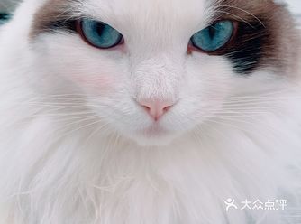 黑白棋盘格和荧光绿夏天summer green yyds