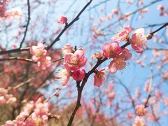 -梅花山(明孝陵内)