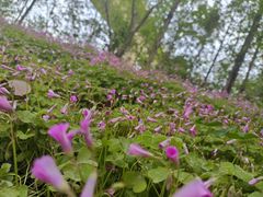 -白鹭湾湿地公园