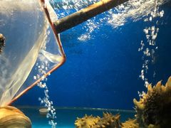 -食神鱼头佛跳墙(百子湾旗舰店)