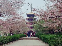 -武汉大学-樱园