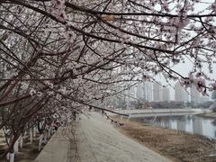 -桃花堤公园