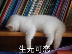 -沈记青团