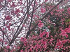-广州市流溪河国家森林公园
