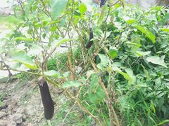 android_upload_pic-丫丫蟹庄·苏式园林农家乐·阳澄湖大闸蟹(阳澄湖莲花岛店)