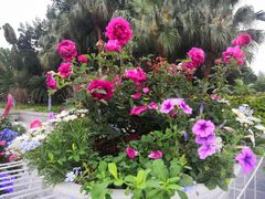 -深圳国际园林花卉博览园