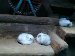 -大连圣亚海洋世界