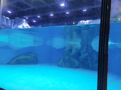 -上海海昌海洋公园-冰山北极馆