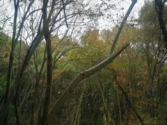 -上海佘山国家森林公园天马山园