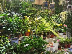 -大自然花鸟鱼虫市场