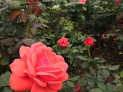 -人民公园(罗湖区)