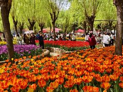 -洛阳郁金香牡丹园