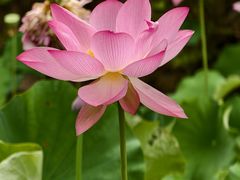 -福建鲤鱼洲酒店