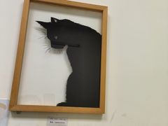 -凯特喵百思猫专科医院