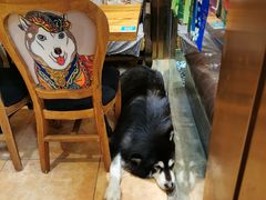 -more than meow吴止猫主题餐厅(承德 中船汇店)