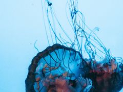 -太平洋海底世界