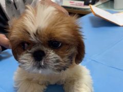 -宠福鑫动物医院(望京分院)