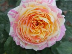 -人民公园(罗湖区)