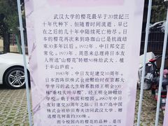 -武汉大学-樱园