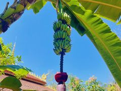 -西双版纳傣族园