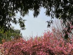 -西安青龙寺遗址景区