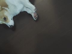 -翊宠yipet猫狗购宠庄园犬舍•猫舍