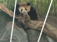 -武汉动物园