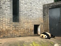 -都江堰中华大熊猫苑