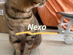 -瑞派动物医院·猫专科·至诚(江南中分院)