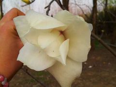 -蜀冈西峰生态公园