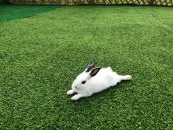 -萌宠亲子动物乐园(槐房万达店)