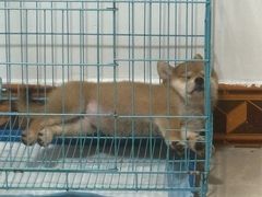 -博特宠物医院24h犬猫全科.骨科·异宠