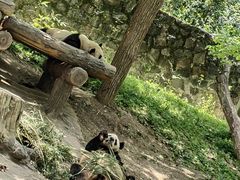 -都江堰中华大熊猫苑