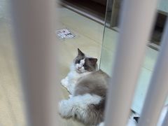 -藏猫猫咖啡主题馆(中央大道店)