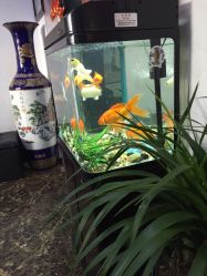 -尚玲纹绣纹眉特价店