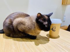 -藏猫猫咖啡主题馆(中央大道店)