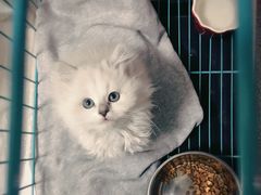 -瑞派福兴宠物医院犬猫全科·骨科·中西医结合(河东店)