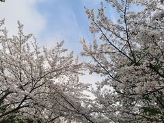 -高东镇樱花园