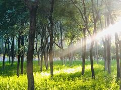 -大兴滨河森林公园