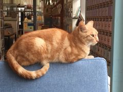 -猫的天空之城概念书店(苏州诚品店)