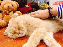 -咖法森林·咖啡  酒吧(天河店)