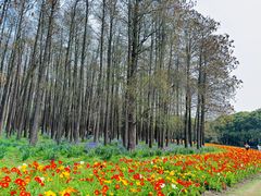 -上海共青森林公园