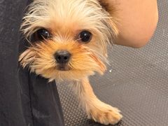 -FAELING PETS美天灵宠物(富力广场店)