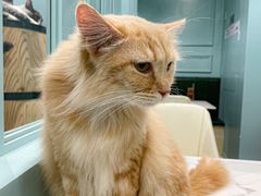 -安格丽娜·狗咖·猫咖羊驼咖(春熙路百盛商场店)