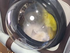 -天使宠物医院·犬猫分诊(彩虹店)