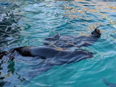 -大连老虎滩海洋公园