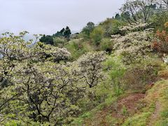 -舒家湾天主教堂