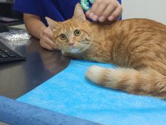 -喜多萌中农锦绣动物医院24H·猫科·牙科MRI·CT