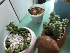 -蜜蜂小象·榴莲千层蛋糕(时代汇11栋店)